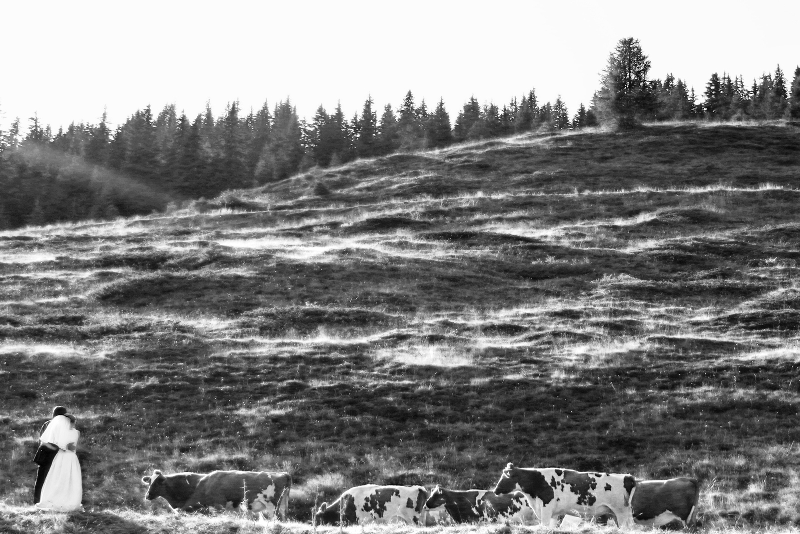 Almrausch, Tirol 2009