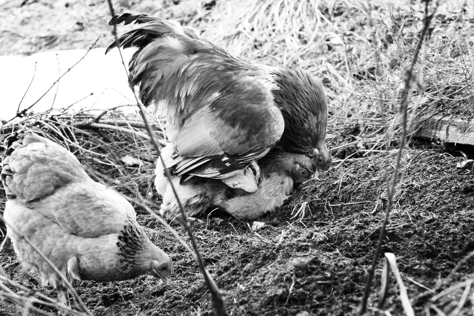 Heimatpflege, Niederbayern 2010