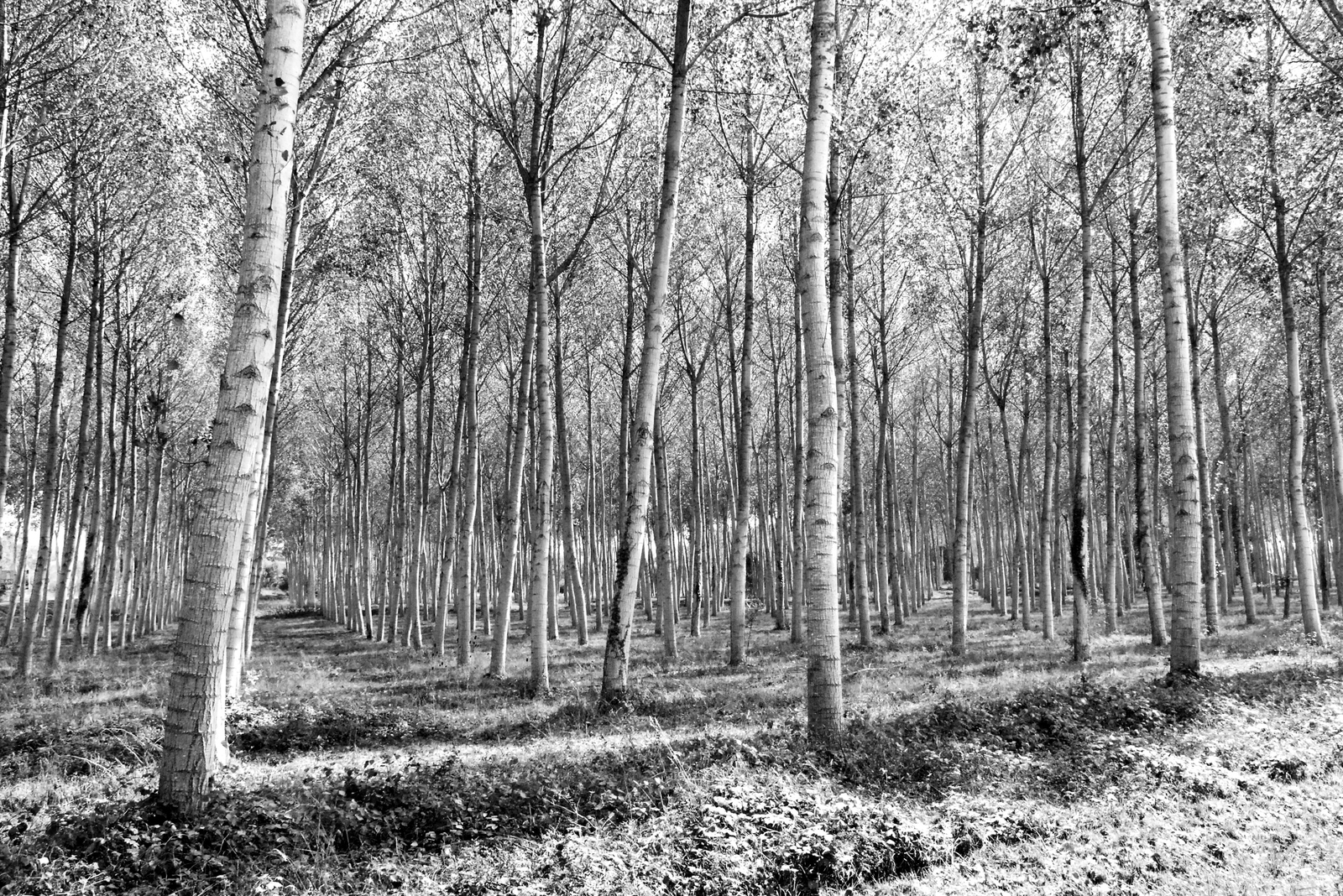 Wald, Provence 2007