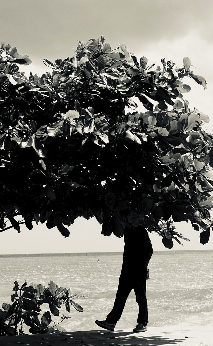tree top, Santo Domingo 2018